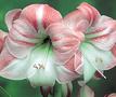 Hippeastrum ‘Apple Blossom’
