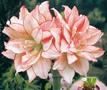 Hippeastrum brasbonitas ‘Pötschkes Königliche’