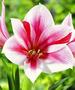 Hippeastrum ‘Gervase’