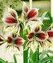 Hippeastrum ‘Papilio Butterfly’