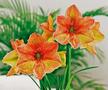 Hippeastrum ‘Exotica’