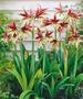 Hippeastrum ‘Lima’