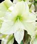 Hippeastrum ‘Moonlight’