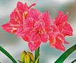 Hippeastrum vittatum ‘Sweet Nymph’