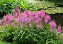 Astilbe Stauden