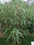 Fargesia scabrida ‘Asian Wonder’