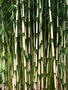 Fargesia robusta ‘Campbell’