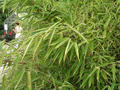 Fargesia rufa