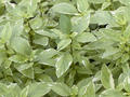 Basilikum 'Pesto Perpetuo'