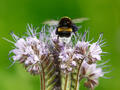 Bienenfreund