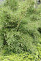 Pleioblastus viridistriatus