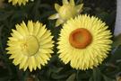 Strohblume