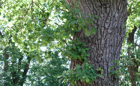 Schattenspender Baum Schattenspender Baum