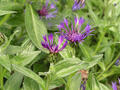 Flockenblumen