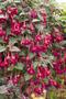 Fuchsie