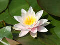 Seerose ‘Colossea’