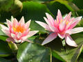 Seerose ‘Sioux’