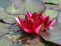 Seerose ‘William Falconer’