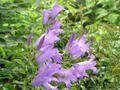 Glockenblume