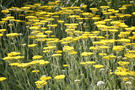 Gold-Garbe Stauden