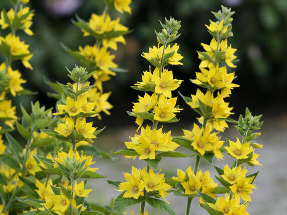 Gold-Felberich Gold-Felberich