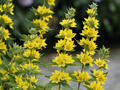 Gold-Felberich