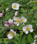 Herbst-Anemonen Stauden