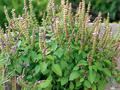 Indisches Basilikum (Ocimum tenuiflorum)