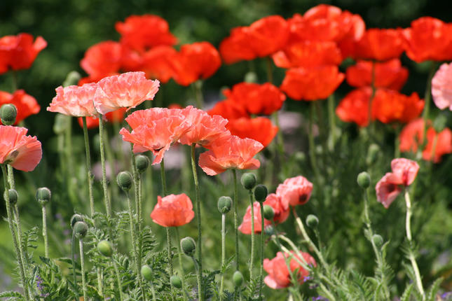 Türken-Mohn Türken-Mohn Stauden