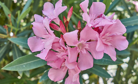 Blühender Oleander Blühender Oleander