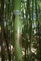 Phyllostachys nigra ‘Boryana’