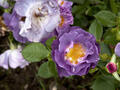 Rose ‘Blue For You’
