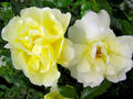 Bodendeckerrose 'Celina'