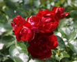 Bodendeckerrose 'Colossal Meidiland'