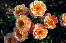 Bodendeckerrose 'Cubana'
