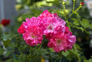 Bodendeckerrose 'Heidetraum'