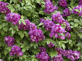 Ramblerrose ‘Perennial Blue’