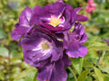 Rose ‘Rhapsody in Blue’