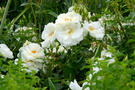 Bodendeckerrose 'Schneeflocke'