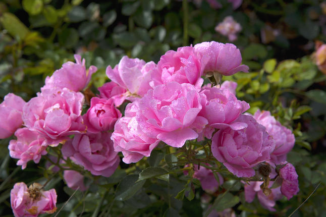 Bodendeckerrose 'Sommerwind' Bodendeckerrose 'Sommerwind'