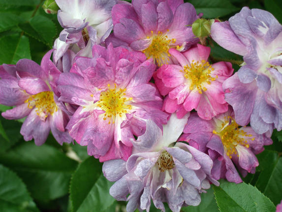 Rose ‘Veilchenblau’ Rose ‘Veilchenblau’