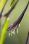 Schirmbambus Fargesia nitida