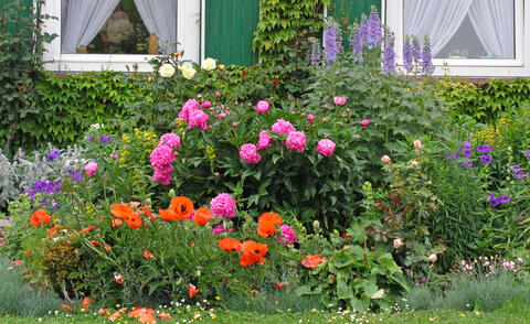 Vorgarten mit Rosen und Stauden Vorgarten mit Rosen und Stauden