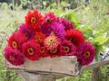 Zinnien